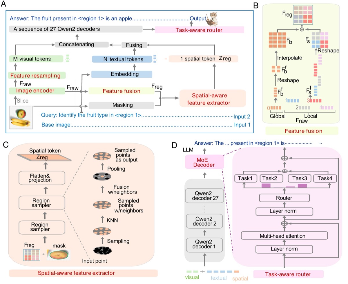 iPheno model architecture